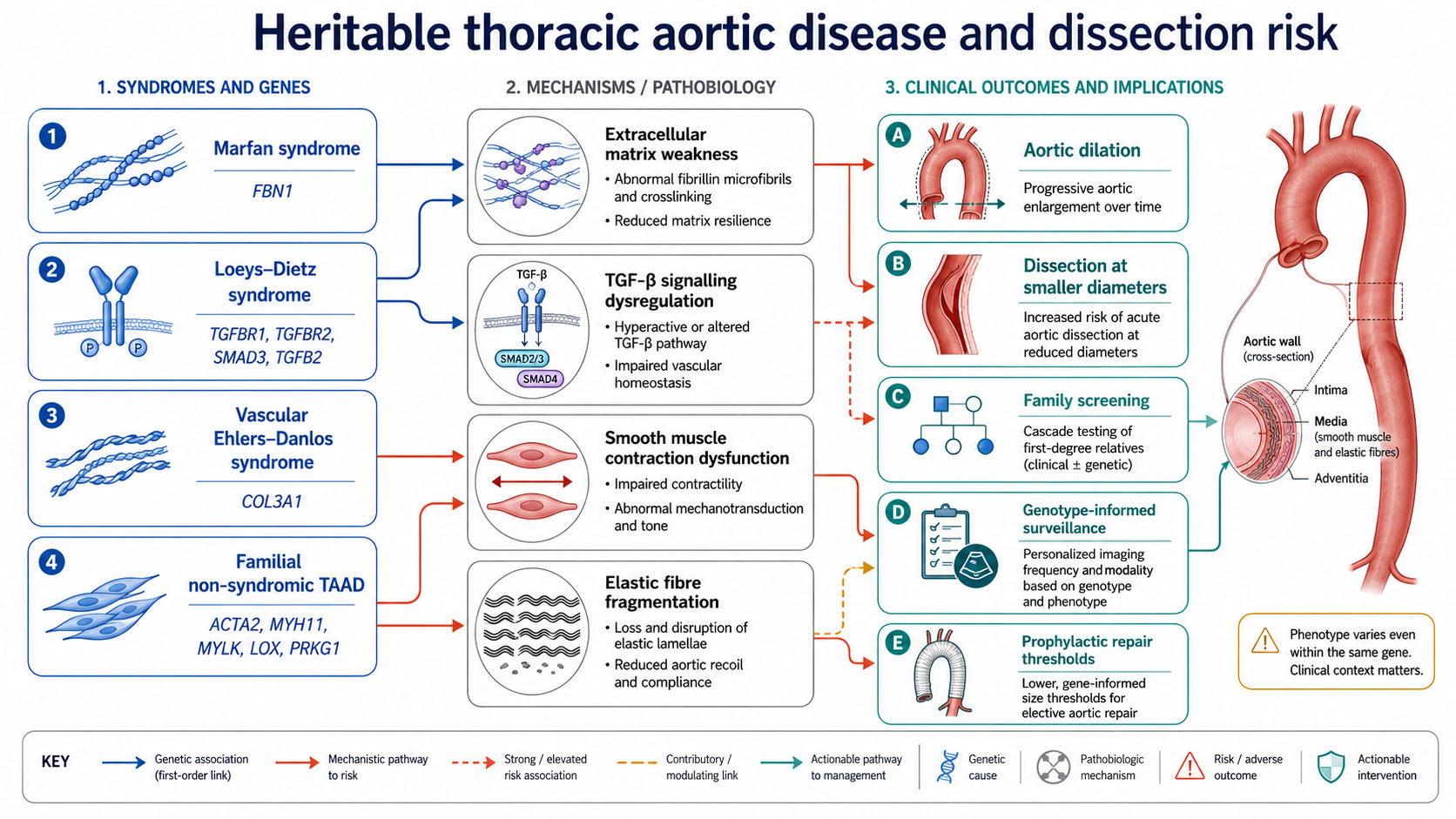 Figure 11: Genetic aortopathy network linking genes, pathways, wall pathology and clinical outcomes