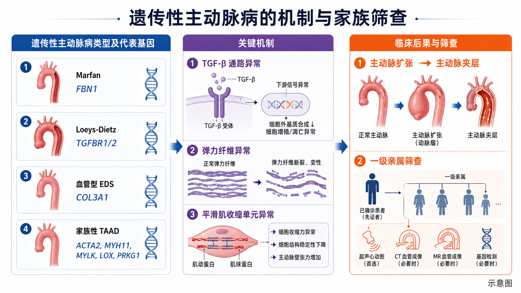 图12｜遗传性主动脉病机制图